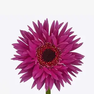 Mini Gerber Spider Rising Star - 60 Stem Bunch