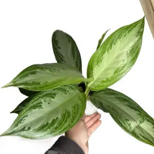 4” Aglaonema ‘Silver Bay’ | Chinese Evergreen 4” Aglaonema ‘Silver Bay’ | Chinese Evergreen