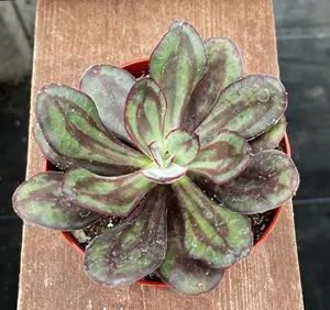 Echeveria Nodulosa Succulent (4 inch)