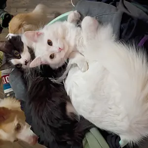 PetPivot AutoScooper 12 Open-Top Self-Cleaning Cat Litter Box – Sealed Waste Drawer, Includes Trash Bags & Entry Step