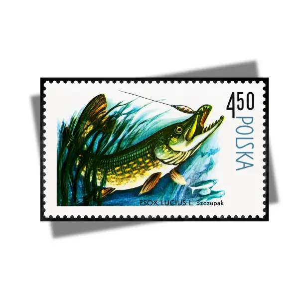 Vintage Polish Northern Pike Postage Stamp Wall Art, Retro Esox Lucius Fish Illustration, Classic Fishing Stamp Print, Antique Angler Decor, Wildlife Poster