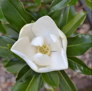 Kay Parris Magnolia Tree Magnolia Grandiflora Plant  White Magnolia Plant 6-12 Inch Tall Qt Pot