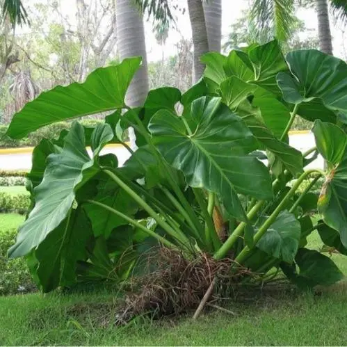 Monster Philodendron Giganteum 2-3ft live plant - Yauta Cimarrona - Giant  Philodendron - Elephant Ear Philodendron - TikTok Shop