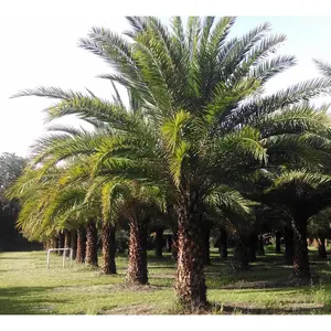 Sylvester Palm - Live Plant in a 3 Gallon Growers Pot - Phoenix Sylvestris - Rare Palms from Florida - Beautiful Palms Delivered to Your Door