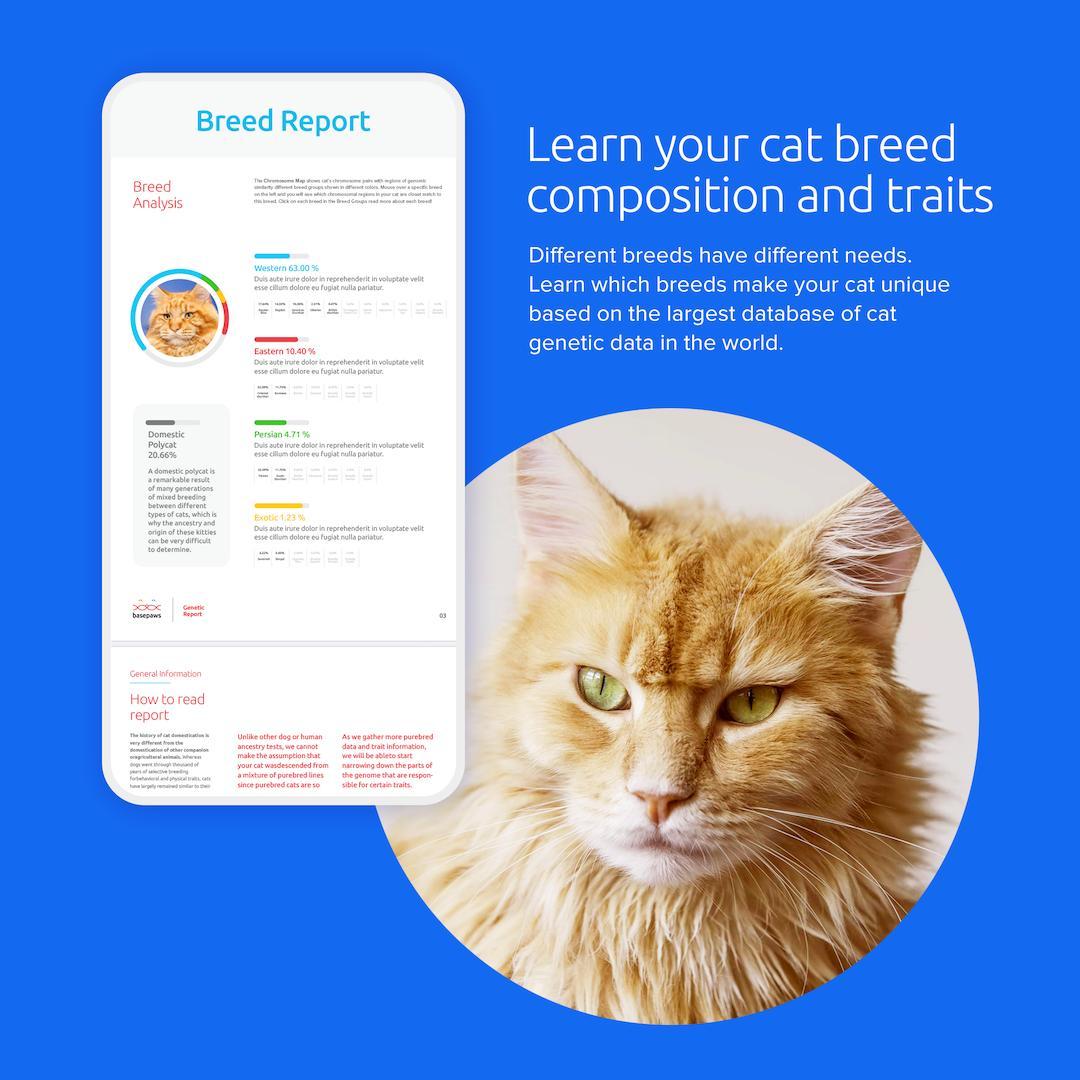 Basepaws Cat DNA Test, Breed & Health Reports, Wildcat Index, 39 Health Markers, 17 Genetic Diseases - 1 Pack
