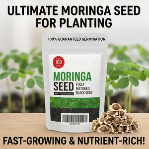100 Moringa Seeds Premium Variety – Non-GMO, High Germination, Organic Drumstick Tree Seeds for Planting, Snacking & Home Cultivation