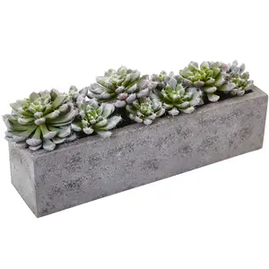 5.5” Succulent Garden w/Textured Concrete Planter 5.5” Succulent Garden w/Textured Concrete Planter