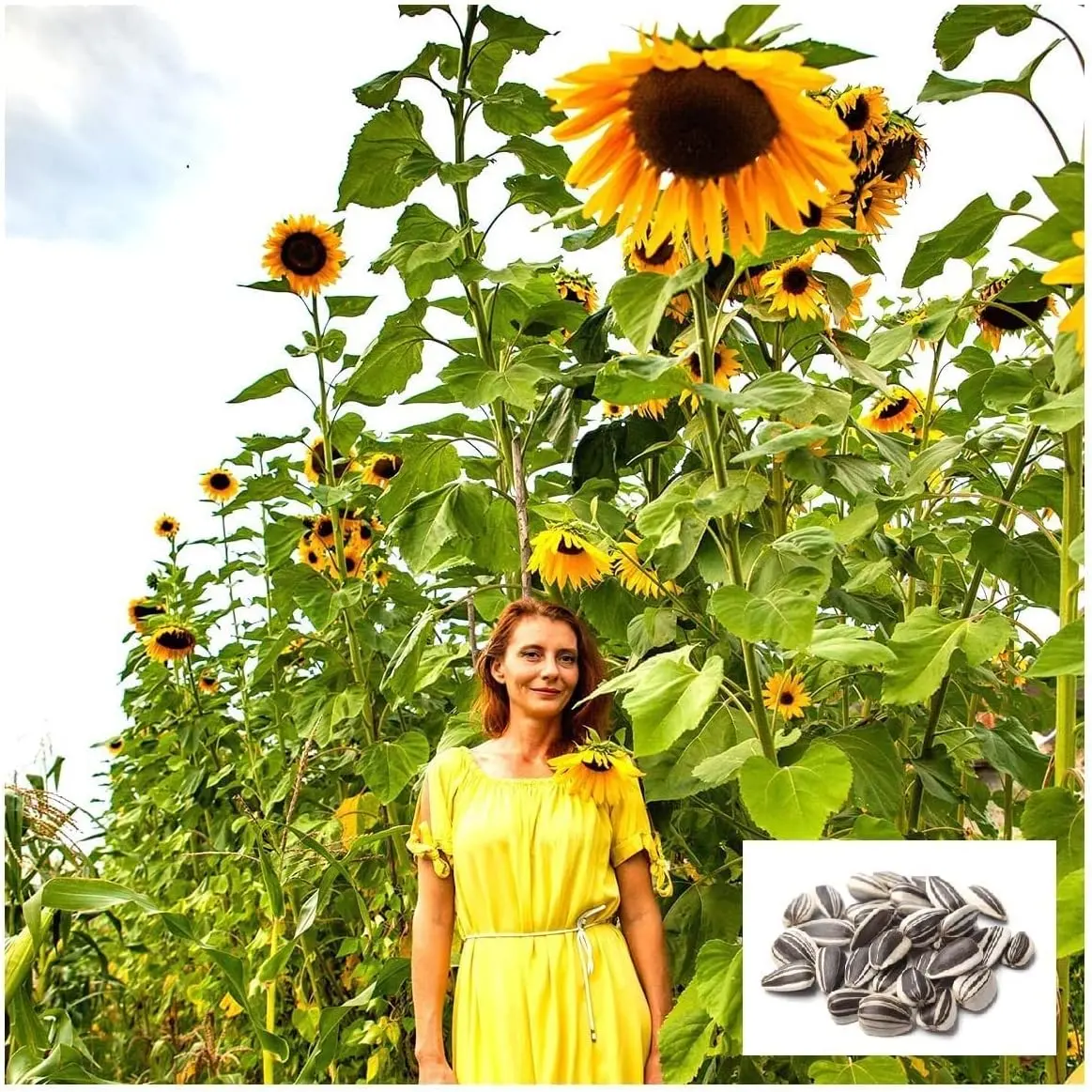 Sunflower Seeds for Planting | 50+ Seeds | Huge 15-20 feet tall with Giant Sunflowers