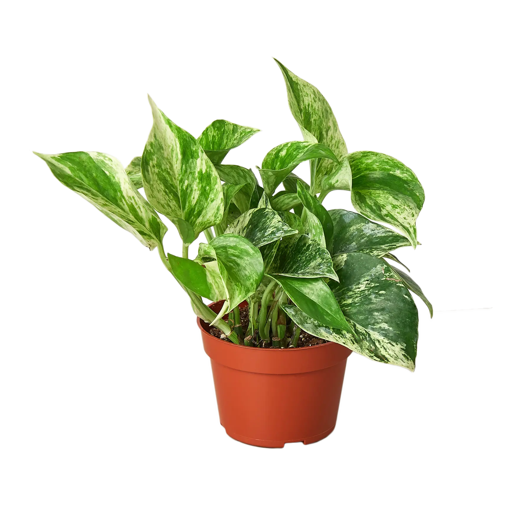 Pothos 'Marble Queen', Epipremnum aureum, Live Houseplant, Indoor Plant