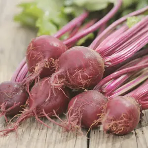 Heirloom Ruby Queen Beet Seeds - Organic and Regenerative Gardening Seeds