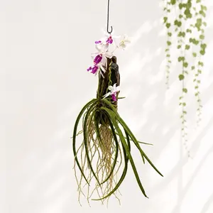 Holcoglossum amesianum Live Orchid, Indoor Garden Plant for Home Improvement Supplies
