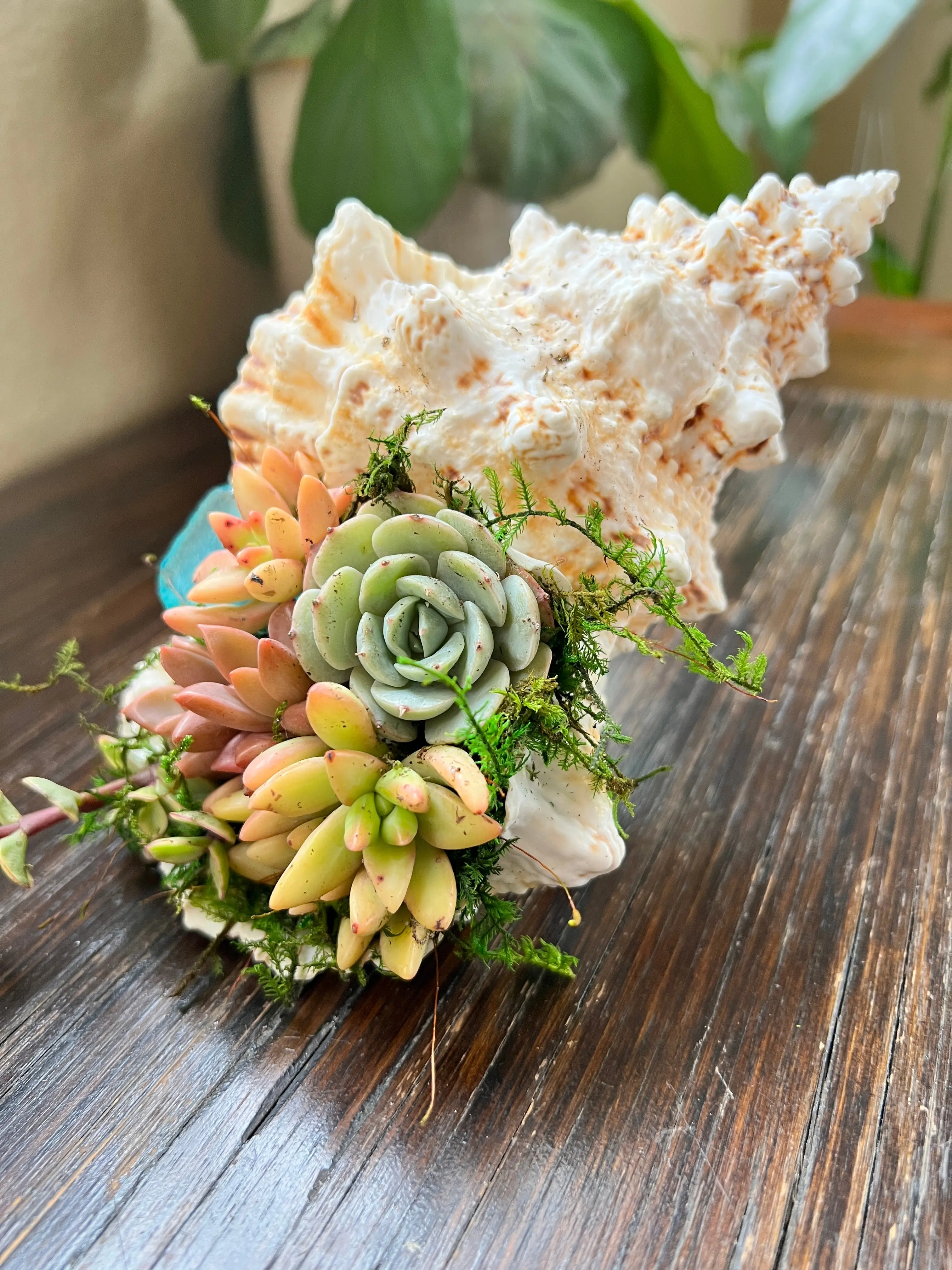 Succulent Shell Mini Garden, Mini Succulent Arrangement on Shell