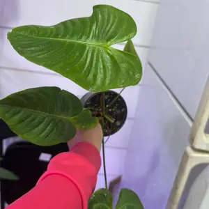 Anthurium King Veitchii - Vibrant Green Foliage Houseplant for Indoor Decor