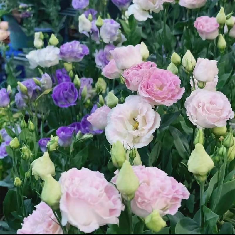 1000 Pcs Lisianthus Seeds,-Thornless Rose Seeds  Mixed Color Prairie Gentian， Bluebell Grandiflorum ,Cut flowersGMO free Borders Patio Beds Garden Flower Seeds for Planting