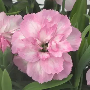 Dianthus Oscar® Light Rose- 4" Pot