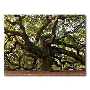 Charleston Angel Oak Art