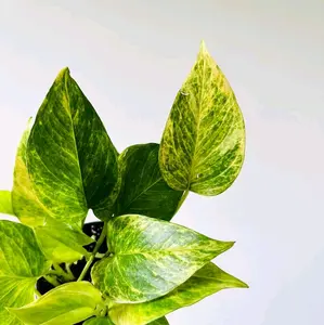 Neon Queen Pothos