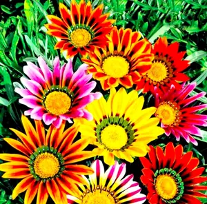 Gazania 300 Seeds Striped Mix Flower Ground Cover Plants with Vibrant Color and Daisy-Like Flowers for Easy Care and Re-seeding