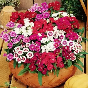 Bulk Dianthus Seeds Pack – 300 Seeds for Backyard Flower Beds, Patio Planters & Yard Borders – Easy Storage Flower Seed Collection – Seeds Only, Not a Live Plant