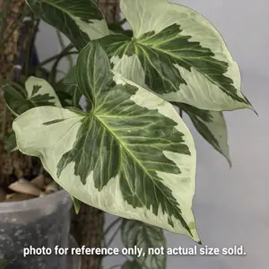 Syngonium Three Kings Tissue Culture (TC) – Rare Variegated Arrowhead Plant