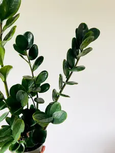 ZZ Lucky Wide Leaf - Very Large - Easy plant- Low light plant-Zamioculcas Zamiifolia - Live Plant in 6” Pot