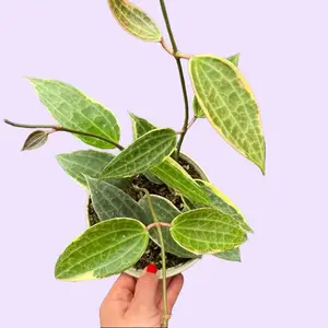 6” Hoya Latifolia Albomarginata - Live Plant - Wax Vine - Pet Friendly Houseplant - Unique Leaf