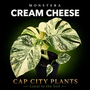 Monstera Cream Cheese Tissue Culture