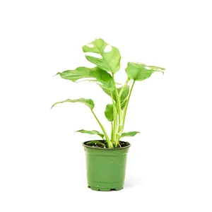 Mini Monstera, Small