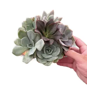 6” Mixed Many Varieties Succulent Home Sculpture