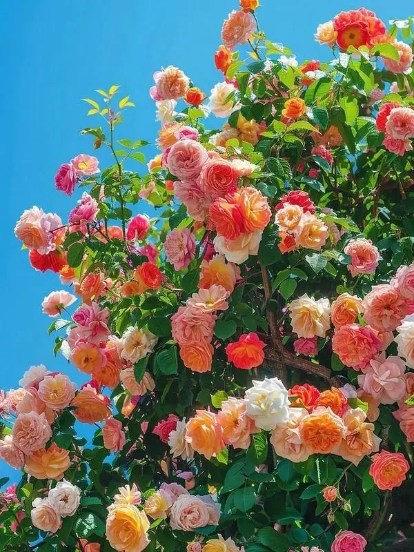 Multicolor Climbing Rose Bulk Flower Seeds, 200-Count Seed Blend, Outdoor Garden Supplies for Growing Flowers, Trellis Accents