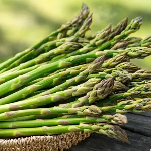 50 Asparagus Seeds – Perennial Vegetable for Home Garden, Nutritious Spears & Long Harvest