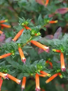 CUPHEA IGNEA "MEXICAN CIGAR PLANT" OR "FIRECRACKER PLANT" 2 1/4 INCH PLANT