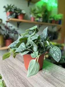 6" Satin Pothos Live Plant - Silver Scindapsus - Easy Care Trailing Houseplant