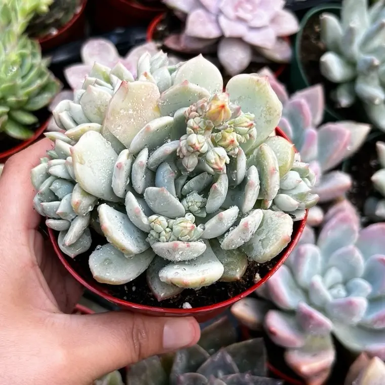 Graptoveria Moonglow “A Grim one” 4” Pot - Compact Succulent with Green Leaves and Unique Shape