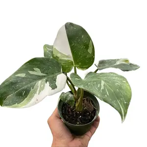 Philodendron White Princess – Indoor Live Plant, Creamy White Variegation, Striking Glossy Leaves, Rare Houseplant, Air Purifying, Bright Light, Low Light