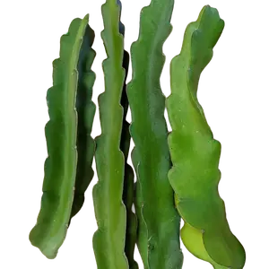 Physical Graffiti Dragon Fruit Cutting – Certified Organic