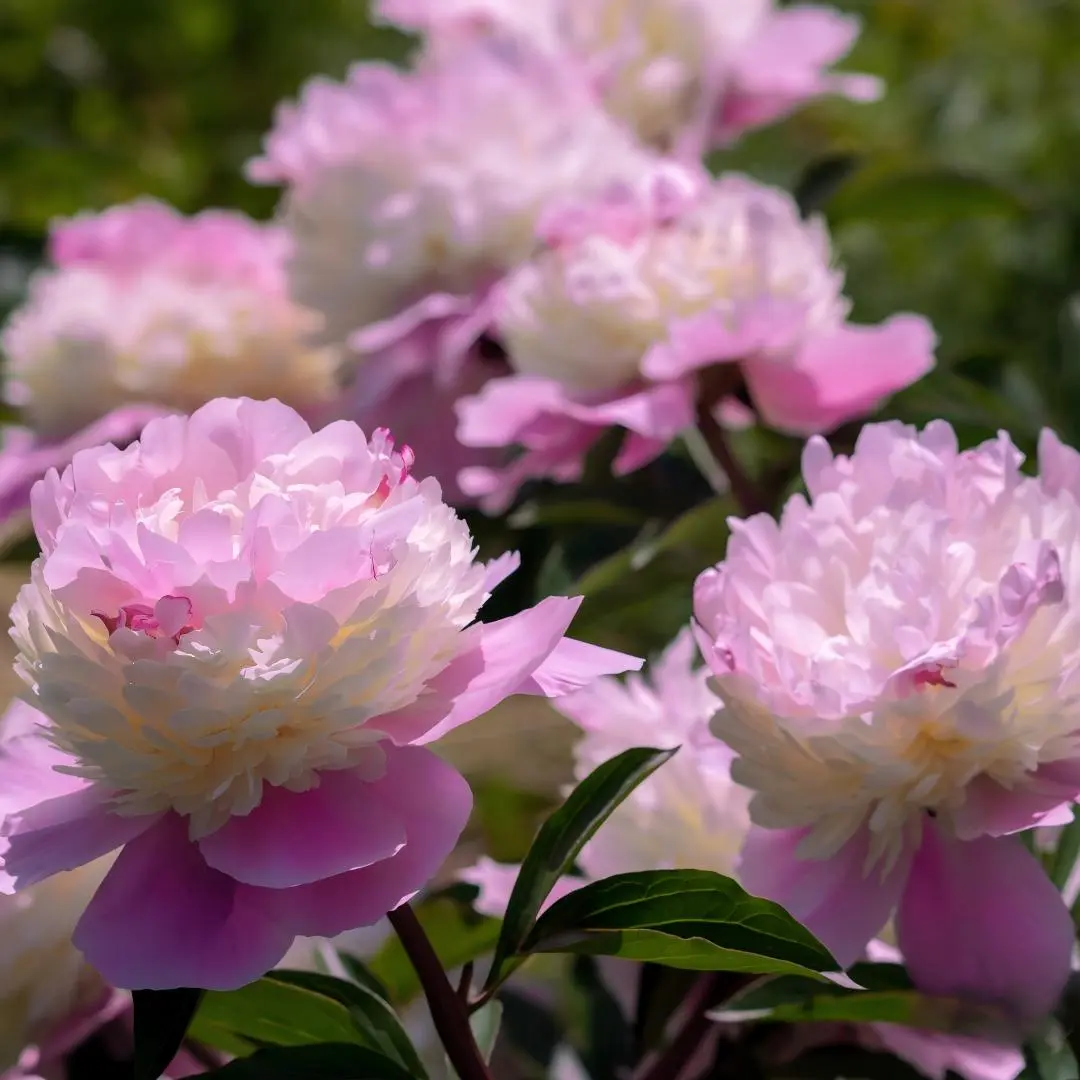 Premium Peony Flower Bulbs - Fragrant Perennial Plants, Home Garden Supplies Essentials