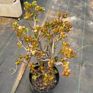 Jade Crosby Plant for Garden Ships bare roots