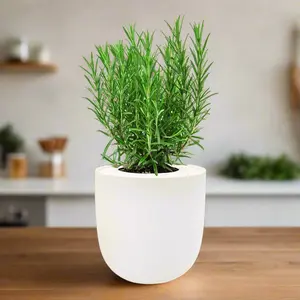 Rosemary Hydroponic Kit