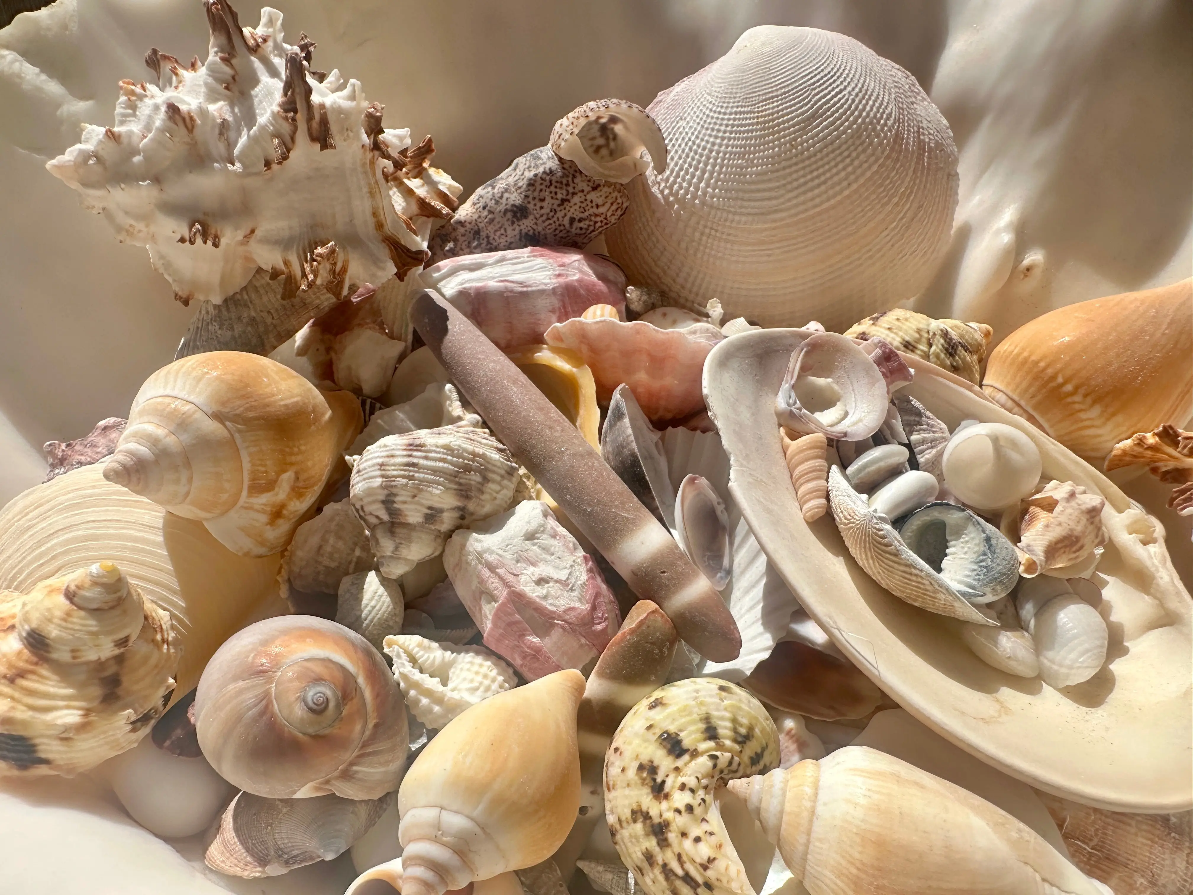 Natural Bulk Shell Mix- Assortment of Seashells