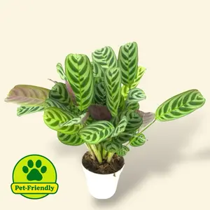 Fishbone Prayer Plant 4” - Pet Safe House Plant - Prayer Plant