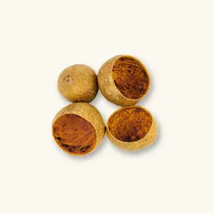 Natural Bael Tree Pods (1c/4c) by Betta Botanicals for Betta Tanks & Blackwater Aquariums