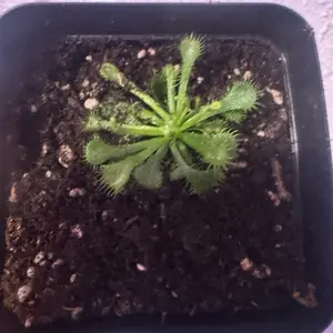 Spoonleaf sundew carnivore