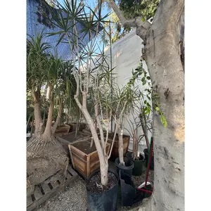 Dracaena Marginata