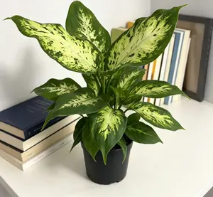 RZ-22   Dieffenbachia Camille Live Plant – 4 Inch Pot Dumb Cane Indoor Houseplant | Decorative Variegated Foliage Plant for Home & Office | Beginner Friendly Indoor Gardening Plant | Natural Green Indoor Decor Plant rare collector garden