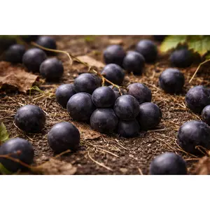 Hunt Muscadine Grape Vine – 2-Year Bare Root Grape Plants – Produces Large, Sweet Dark Purple-Black Grapes – Vigorous & Productive Vine – From Hand Picked Nursery