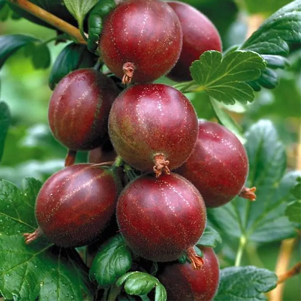 Captivator Red Gooseberry Bush - NO SHIP to NC, WV, NH - 2.5" Pot
