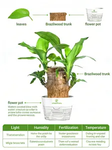 Lucky Wood Braziliwood Plant with Pot – Indoor Feng Shui Plant Easy Care Live Plant
