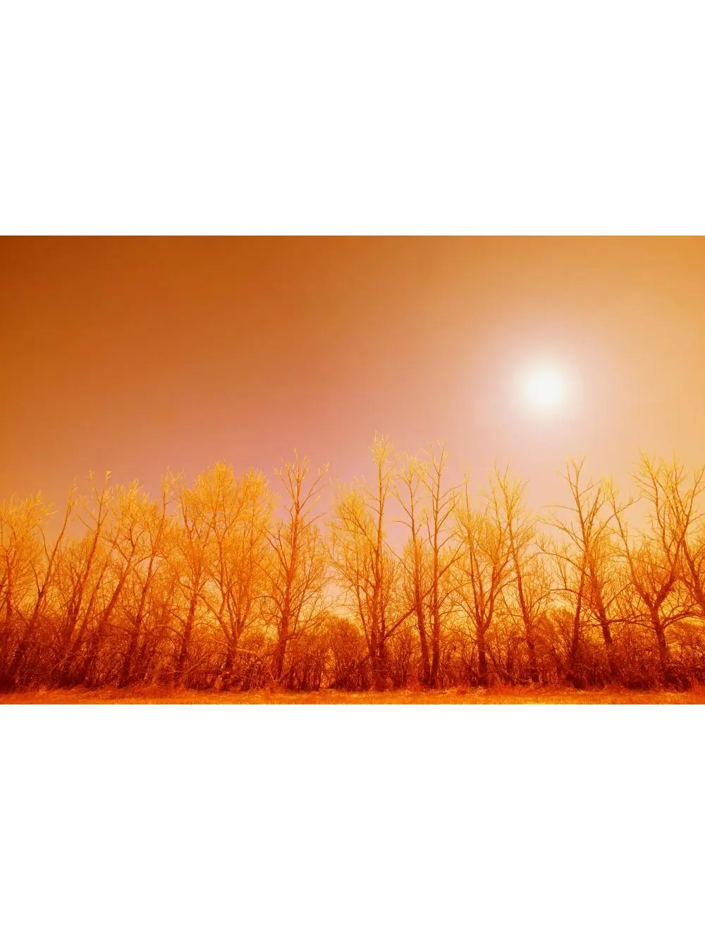 Artistic Trees with Sunlight Poster Print by Leah Hammond - 17x11 in, Home Decor for Room Wall, Ideal Gift