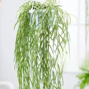 Hoya Linearis 2” Live Plant – Exotic Houseplant with Cascading, Thread-Like Foliage for Stunning Décor